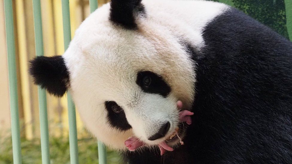 Huan Huan giant panda holds her newly-born twins at at the ZooParc de Beauval, France