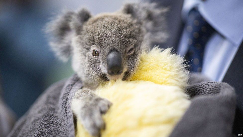 Koala recuperates at the Brisbane RSPCA