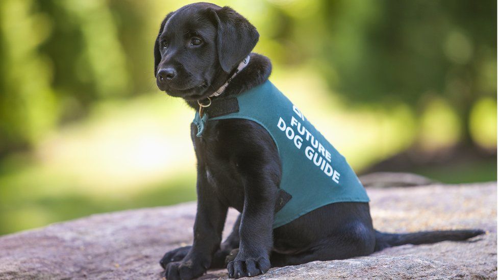 UK guide dog charity wants problem solving pups - BBC Newsround