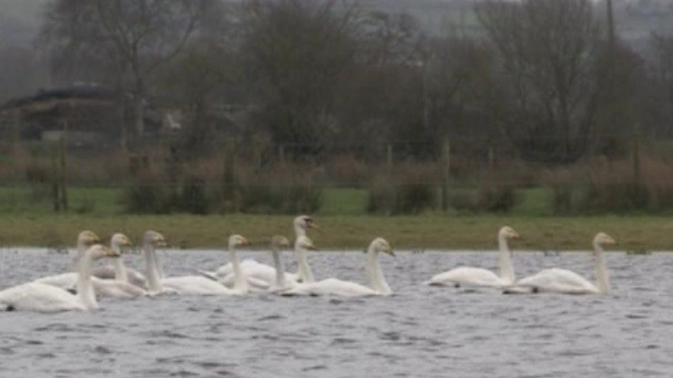 Whooper swans at Lough Beg