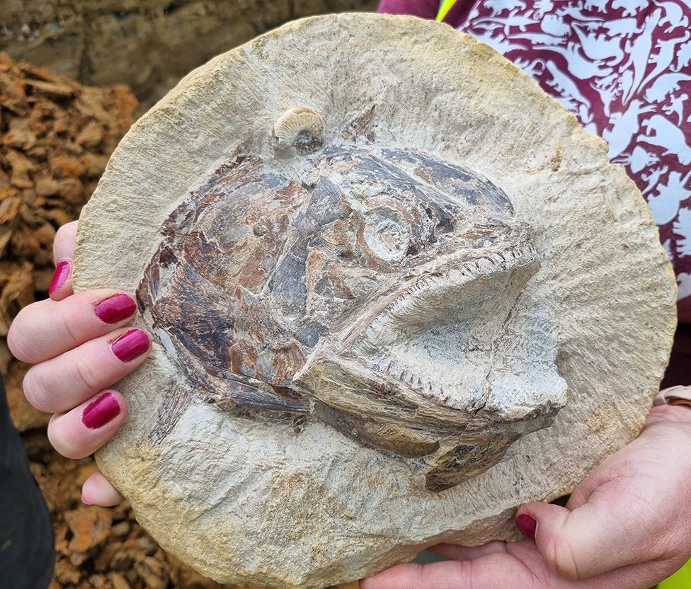 Fossil found near the Cotswold Way