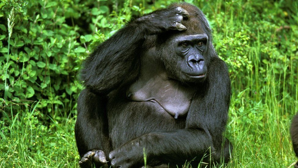 A gorilla sits in the grass