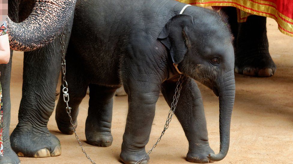 Chained young elephant
