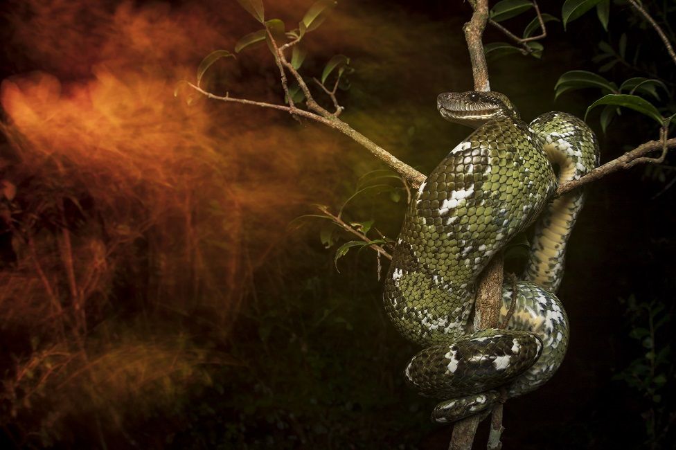 A Malagasy tree boa in a tree