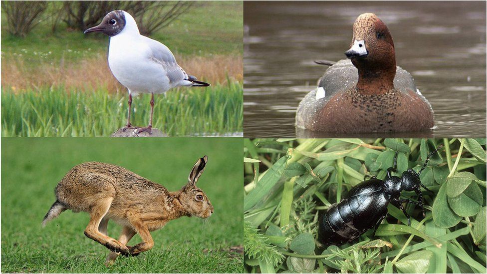 Black headed gull, wigeon, hare and black oil beetle