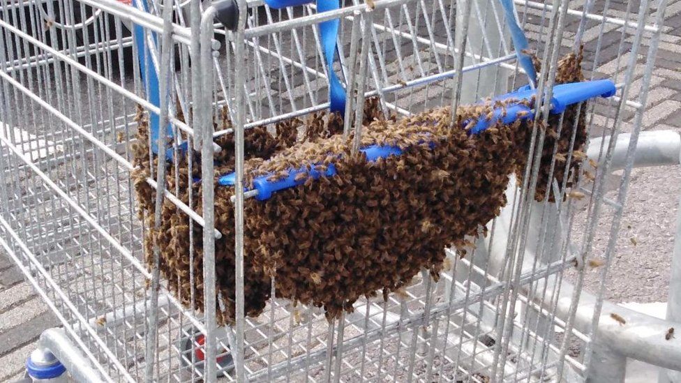 Bees in trolley