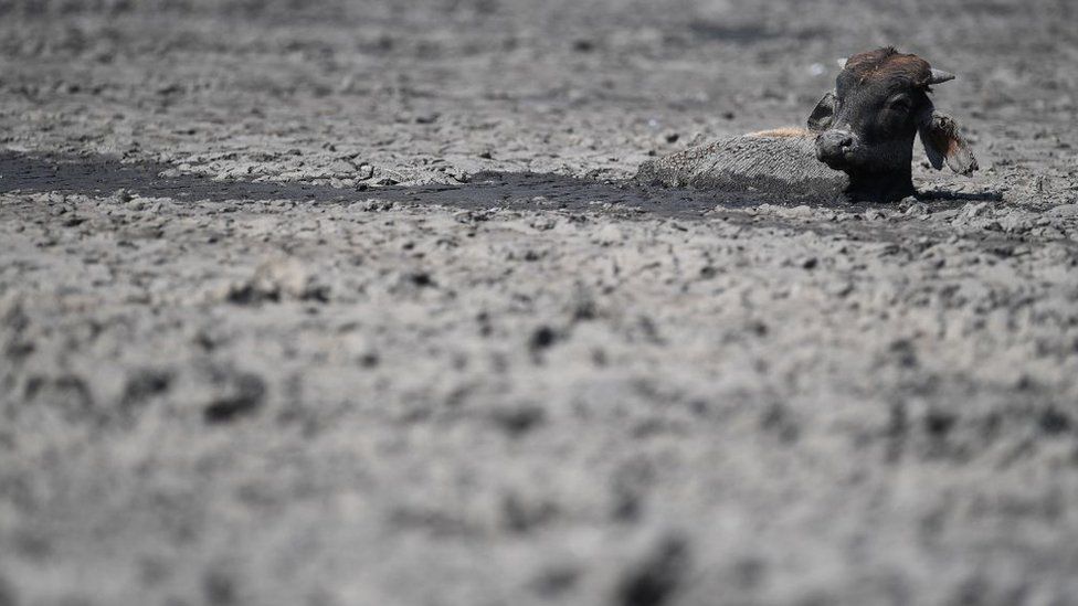 A calf is stuck in the mud due to drought in Botswana's Lake Ngami - 29 August 2019