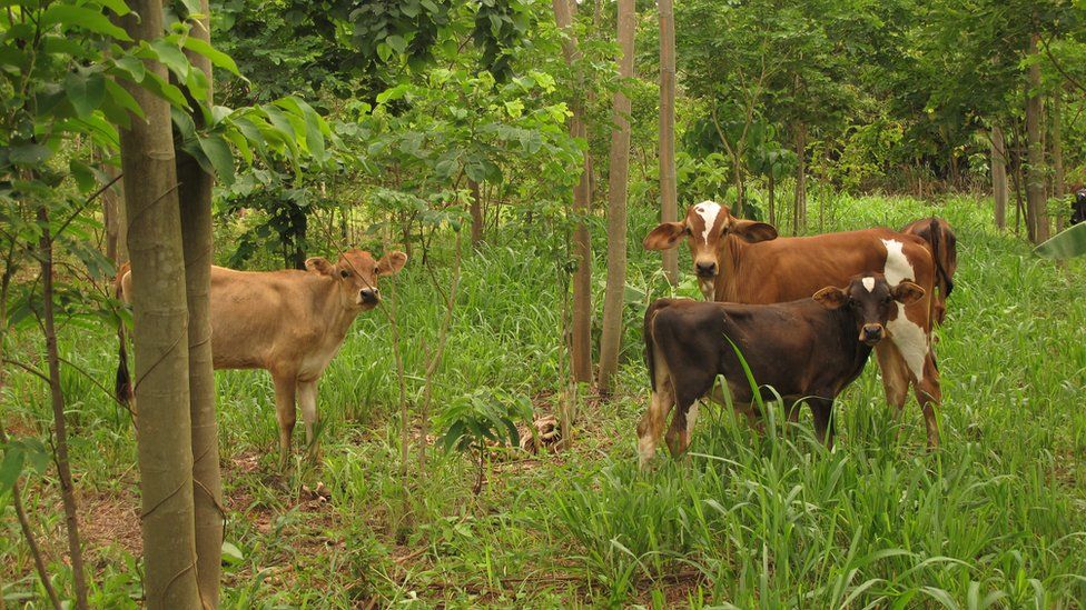 Livestock among Inga trees
