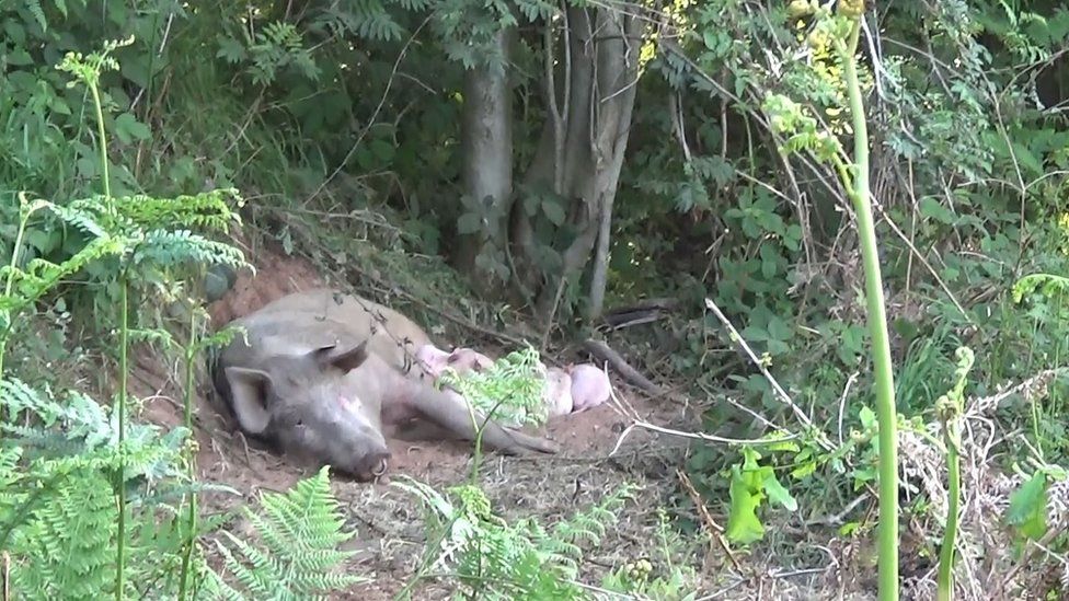 Matilda feeding the piglets