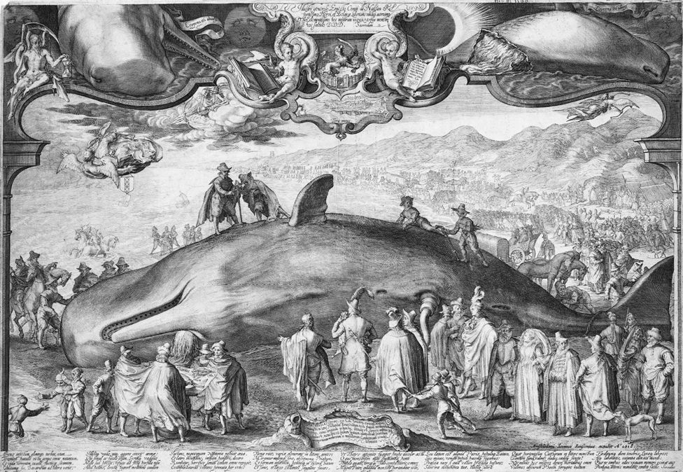 Beached Sperm Whale at Beverwijk on 19 December 1601 by Jan Saenredam. This engraving records the actual beaching of a sperm whale.