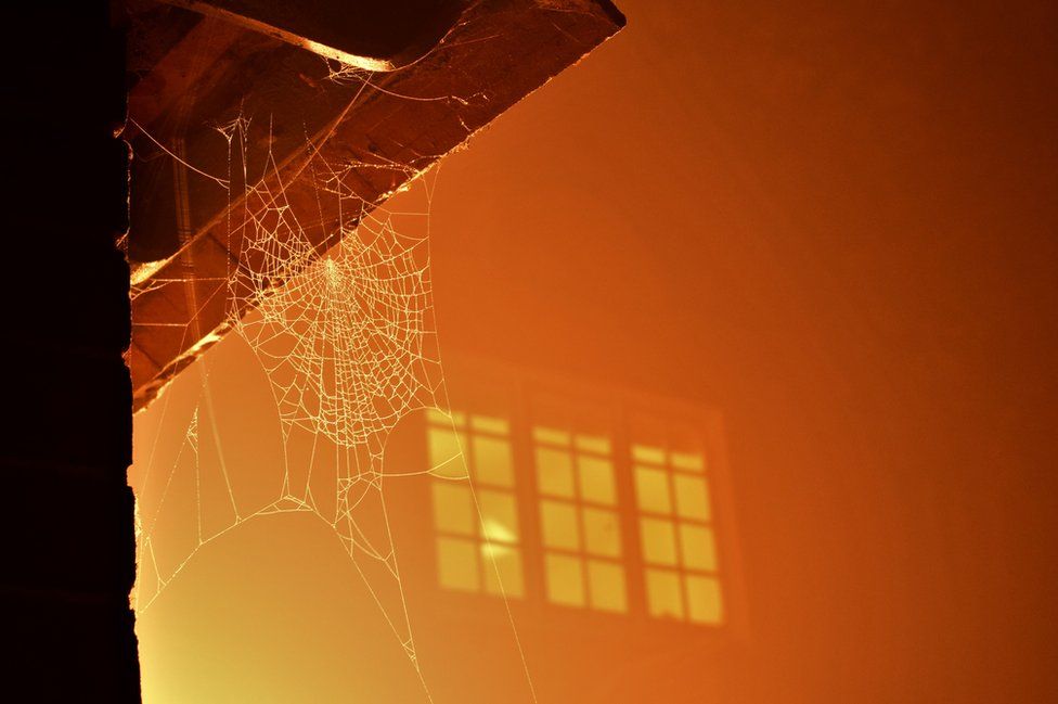A cobweb is bathed in orange light