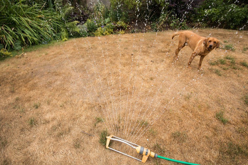 A dog stands besides a hosepipe sprinkler in a garden of a house in the village of Priston.