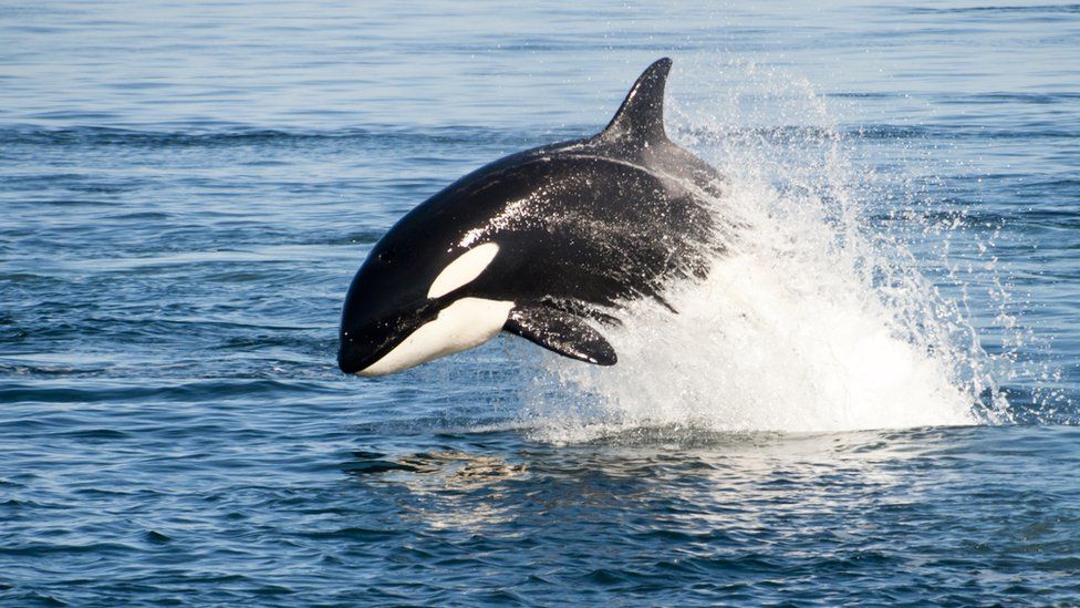 File image of a killer whale