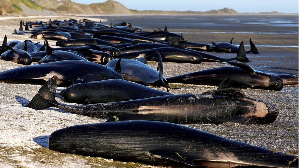 Some of the hundreds of stranded pilot whales, marked with a small green "X" to indicate they have died, together on the beach in Golden Bay, at the top of New Zealand's South Island, 10 February 2017.