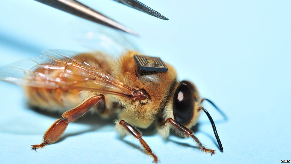 A bee with a micro sensor glued to its back