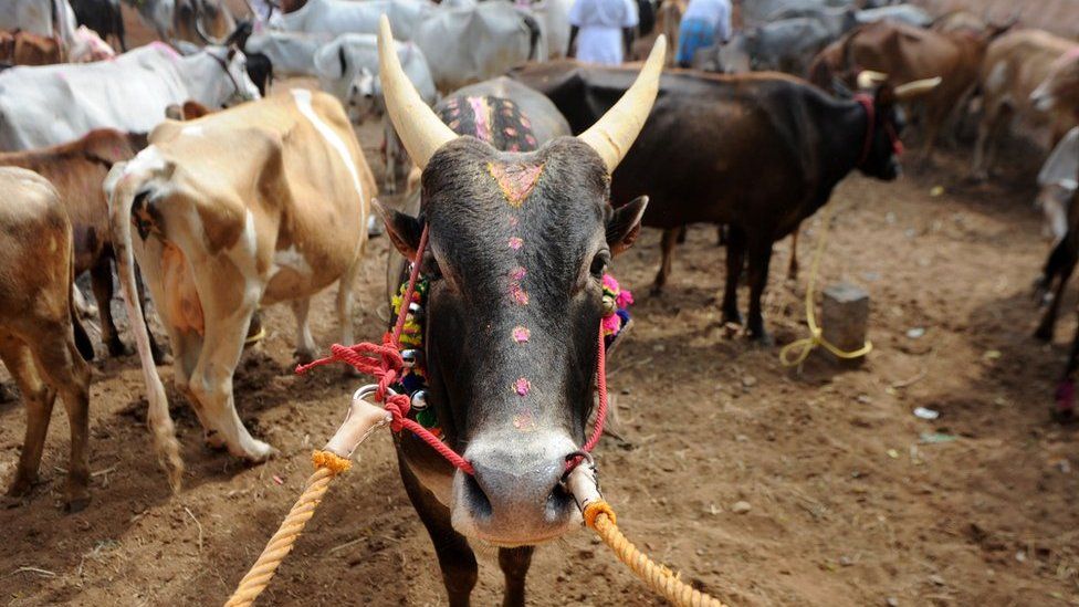 An Indian bull stands in an enclosure ahead of the start of Jallikattu, an annual bull fighting ritual, on the outskirts of Madurai on 15 January 2017.
