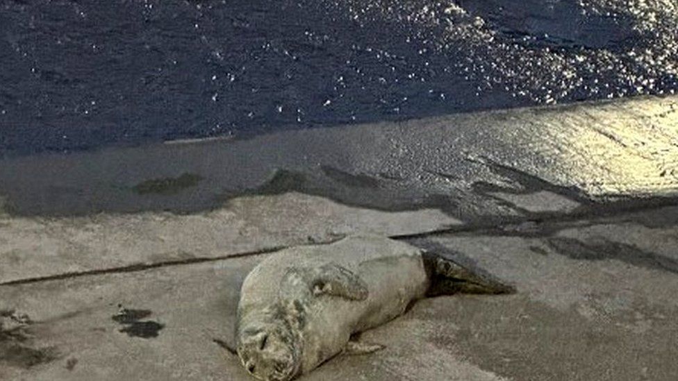 The stranded seal