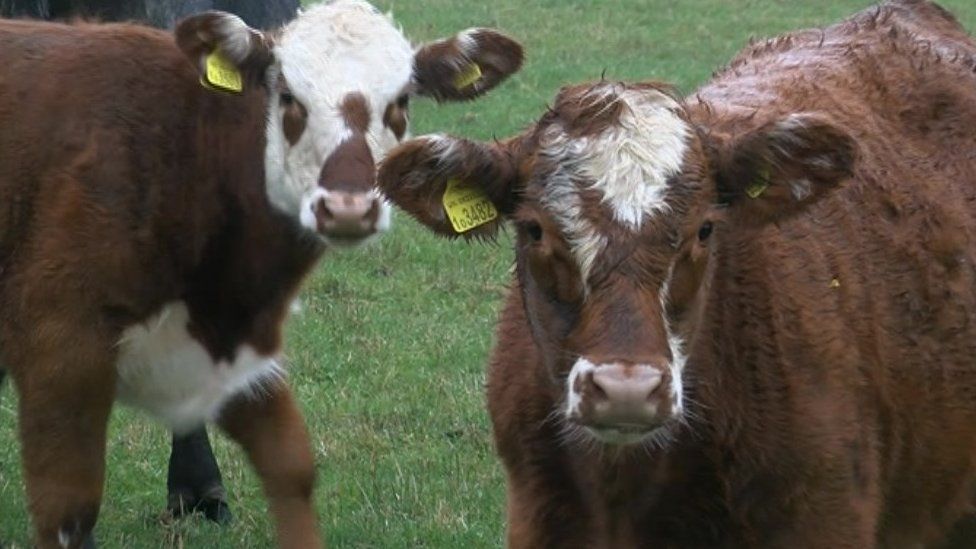 Cows And Calves Die After Eating Waste Yew Cuttings In Hook - Bbc News