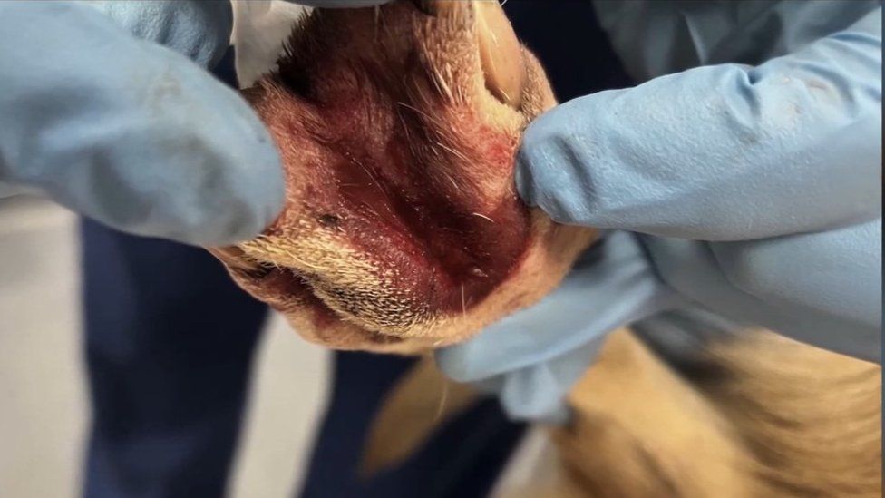 Alabama rot lesion on a dog's paw