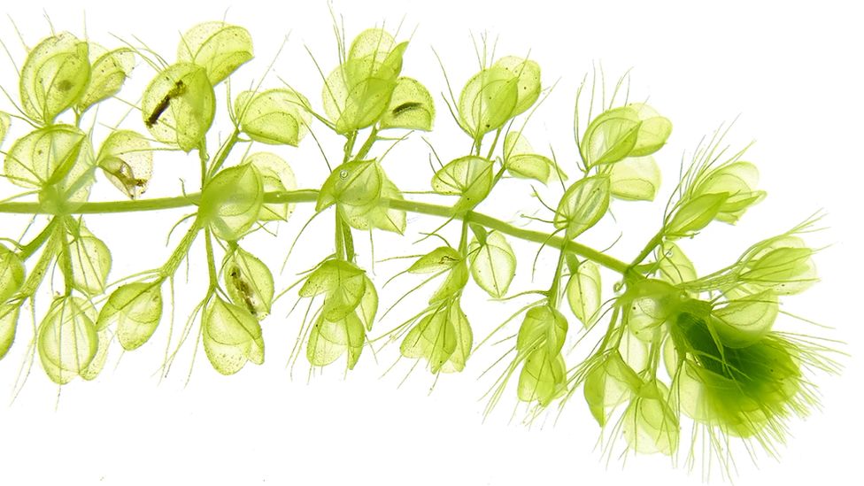 The stem of a light green plant with multiple branches consisting of small 'traps'