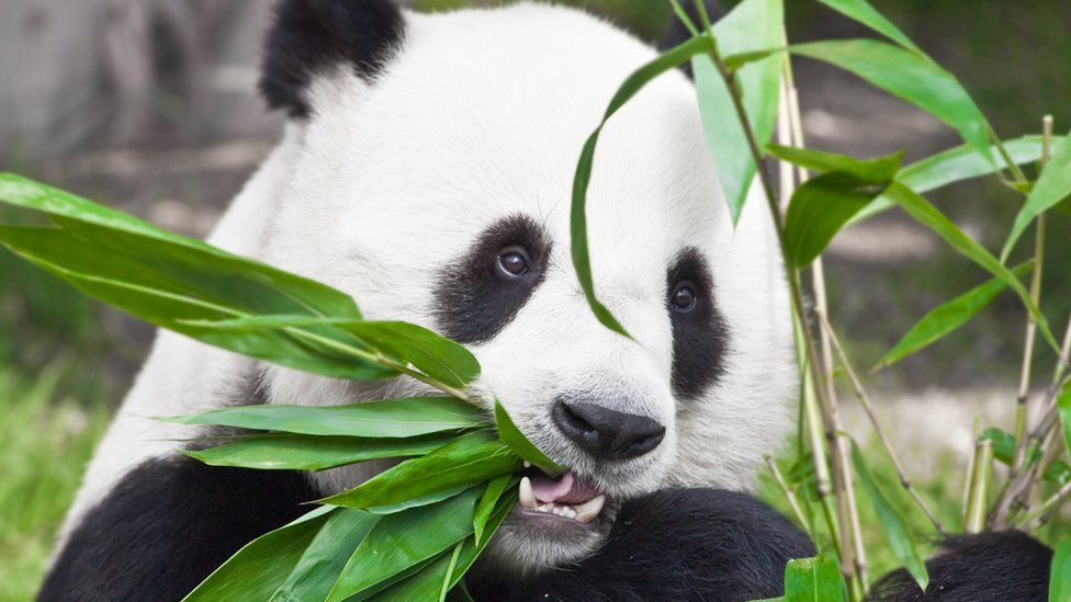 Panda's habitat 'shrinking and becoming more fragmented' - BBC News