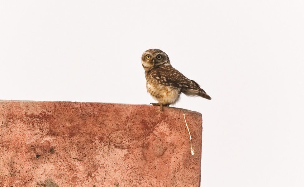 Perched owl