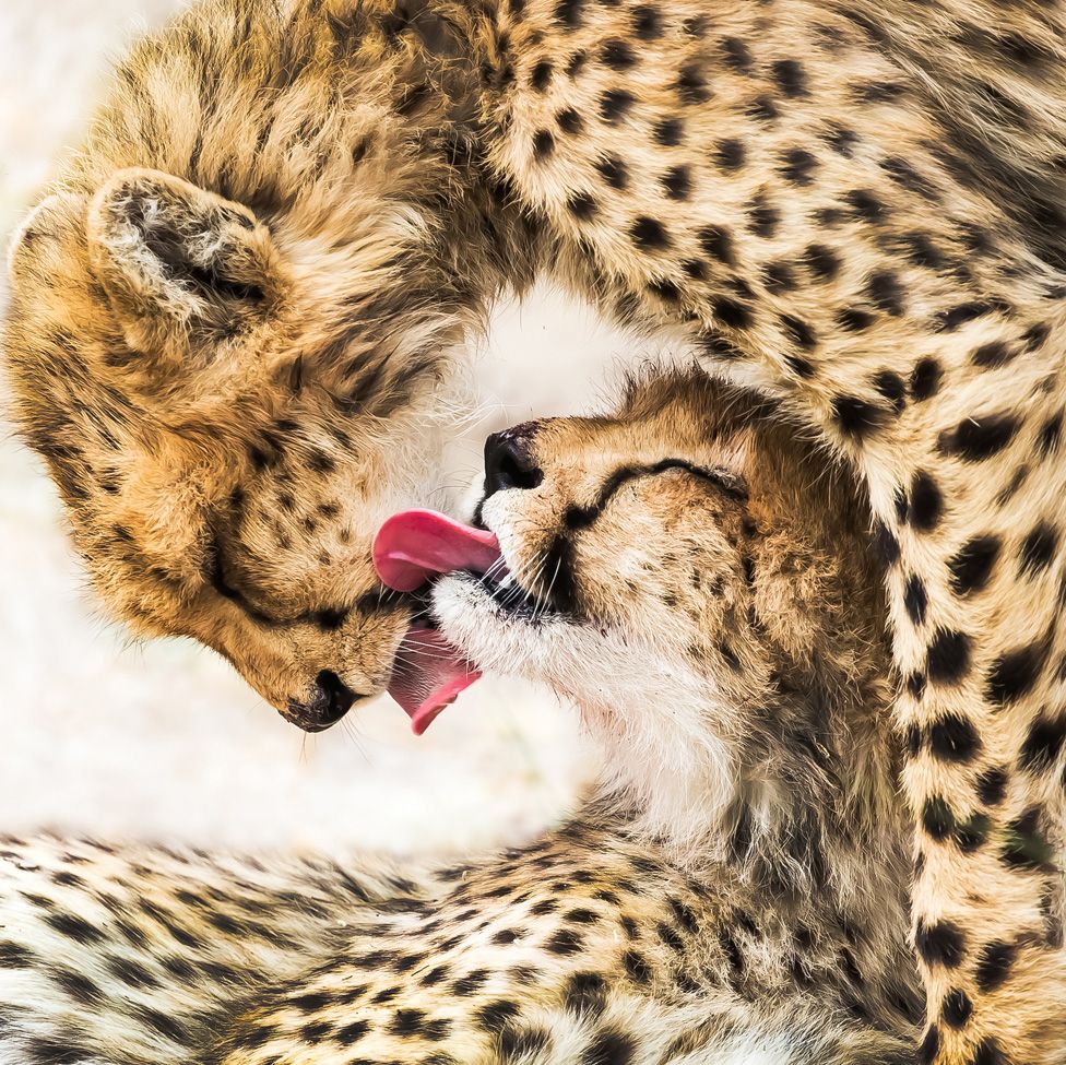 Cheetahs licking each other