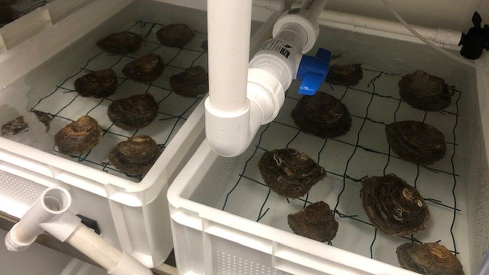 Oysters in plastic trays