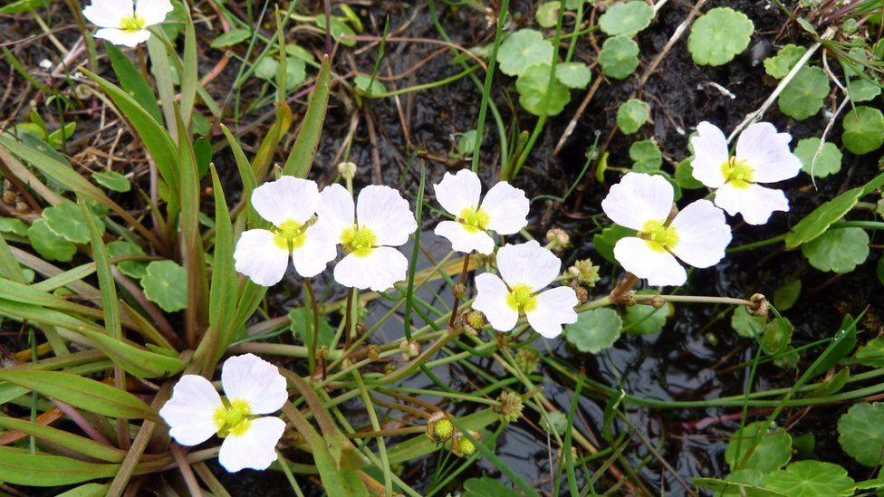 Lesser Water Plantain (Baldellia ranunculoides) found on Somerset Levels