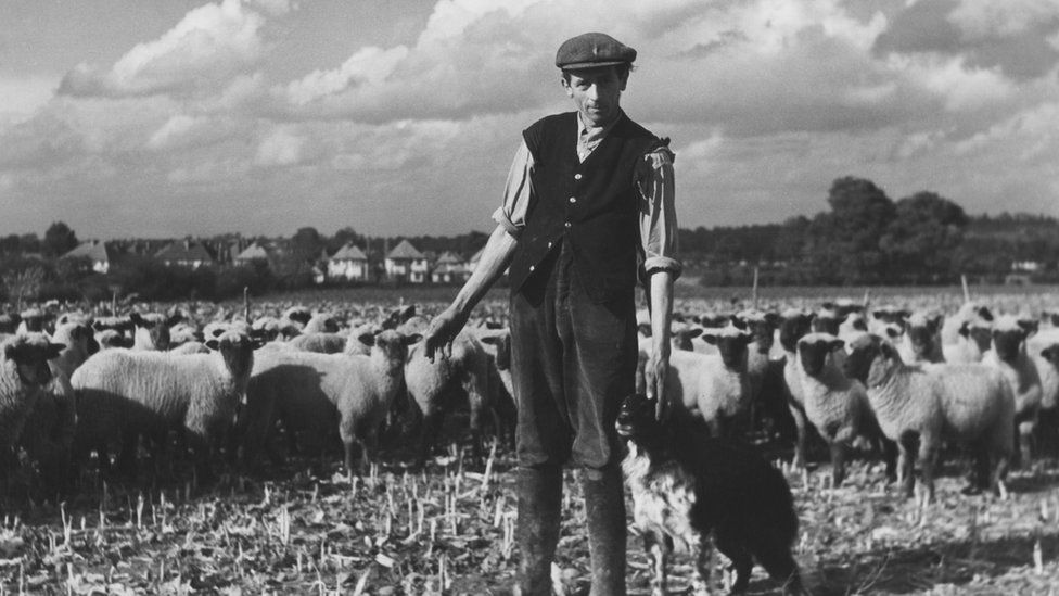 Tom Fennell the shepherd in a pen with Oxford Cross sheep at Longfords Farm in 1943