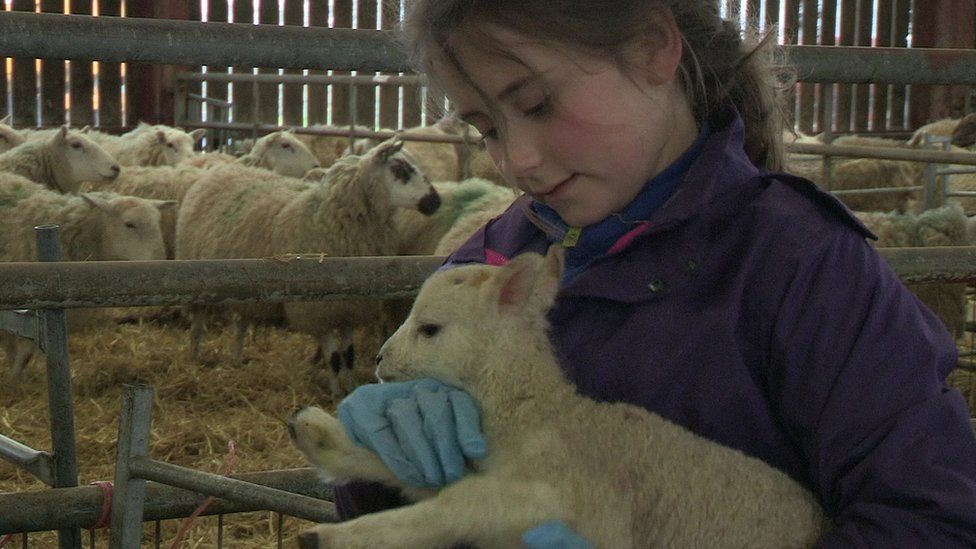 Lamb born with no wool given fluffy fleece - BBC News