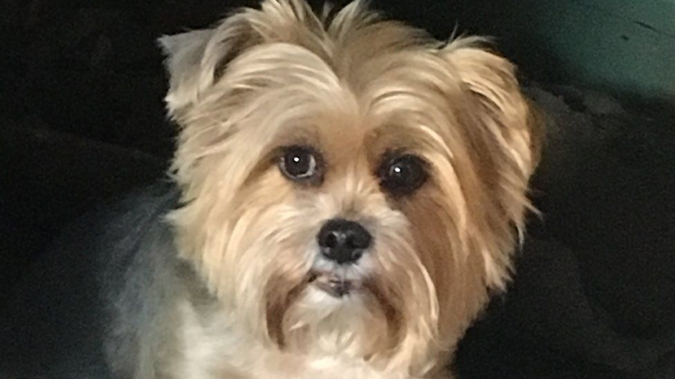 Bridget the shorkie