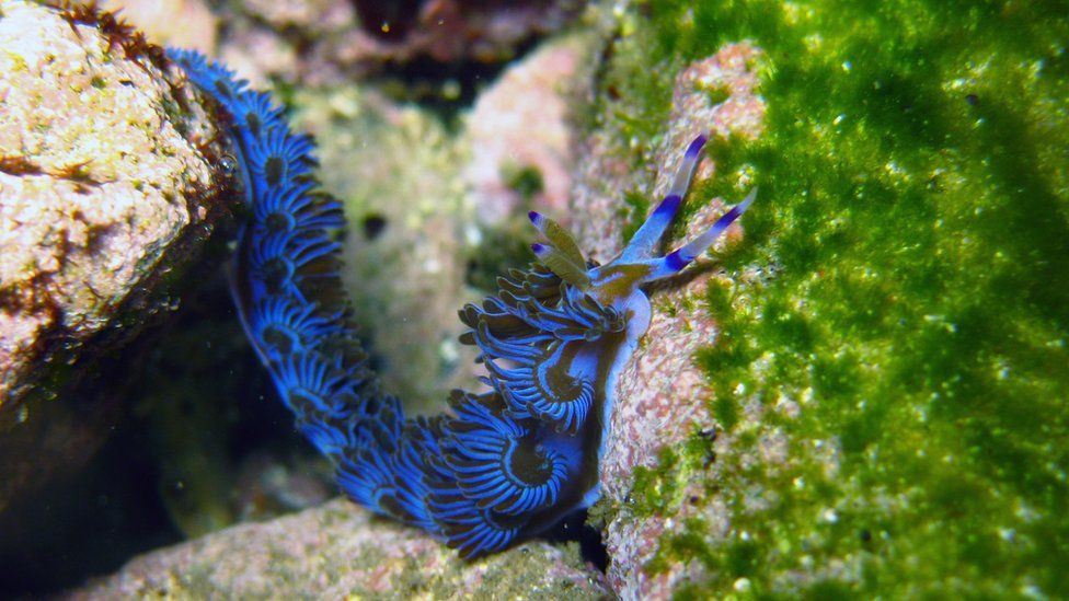 Climate change: How can sea slugs help us understand it? - BBC Newsround