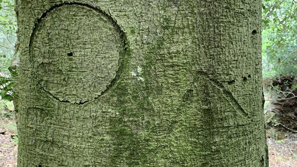 Tree etching