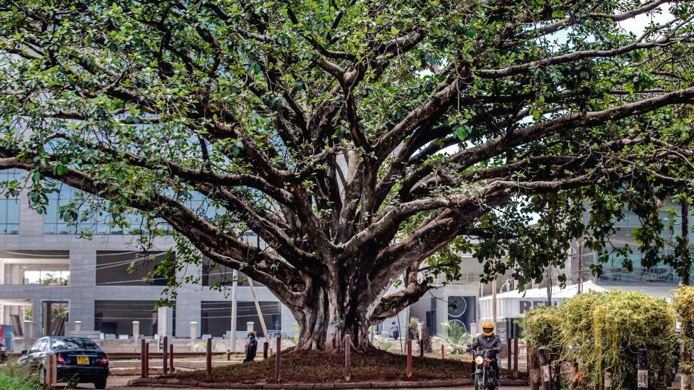 A century-old fig tree in Westlands, Nairobi, Kenya