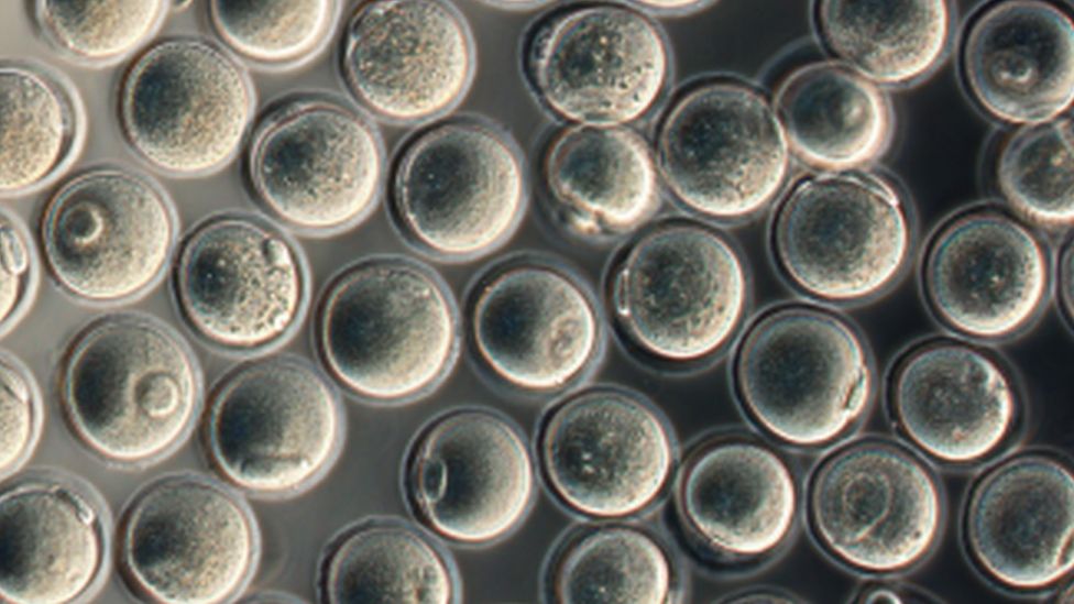 Healthy mice from labgrown eggs BBC News