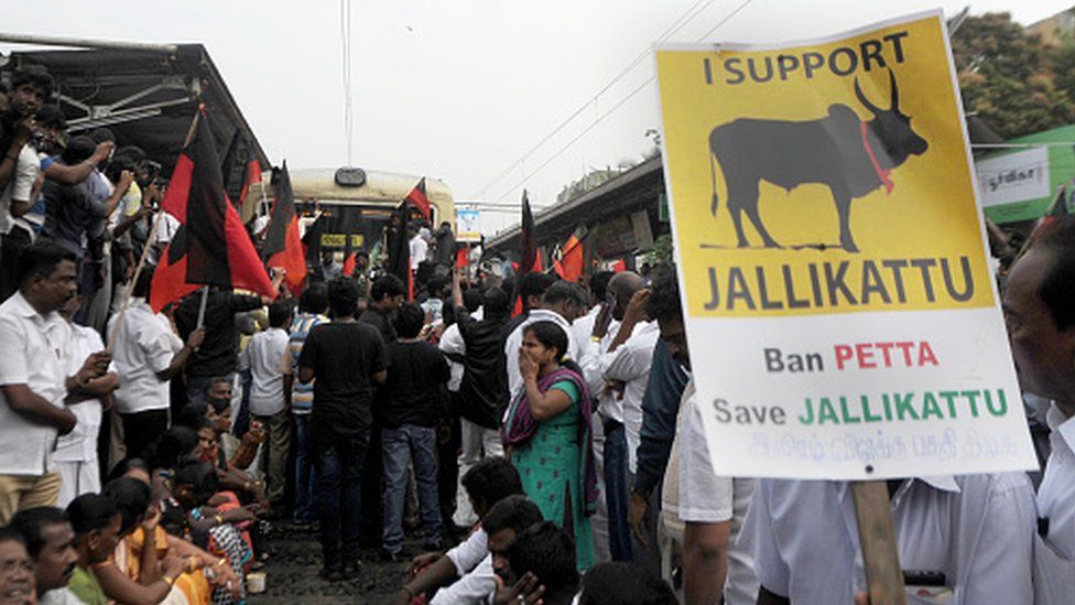 India Jallikattu Bullfighting Events Resume In Tamil Nadu Bbc News