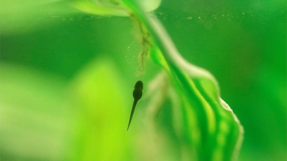A Loa water tadpole in Santiago, Chile, October 20, 2020.