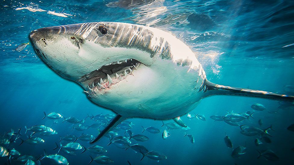 great white shark eating people alive