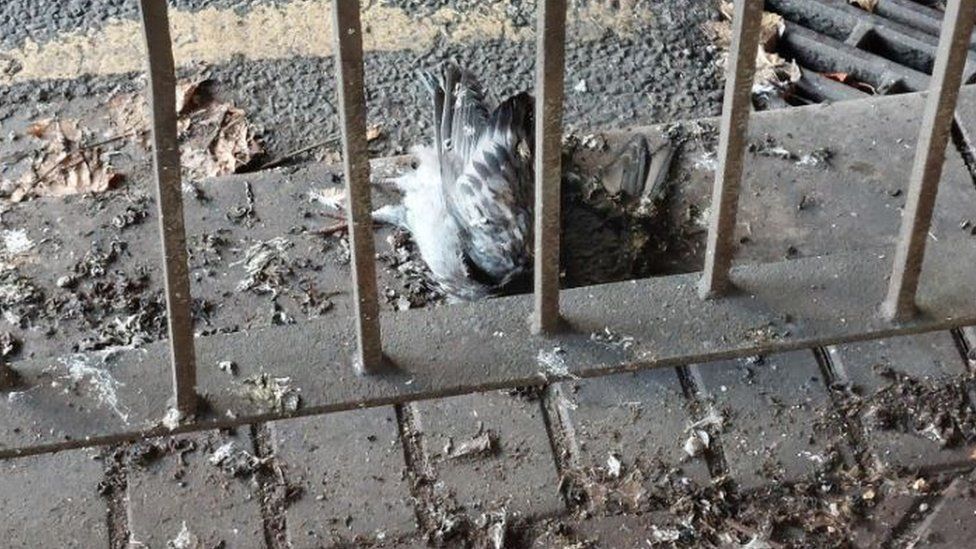 dead pigeon