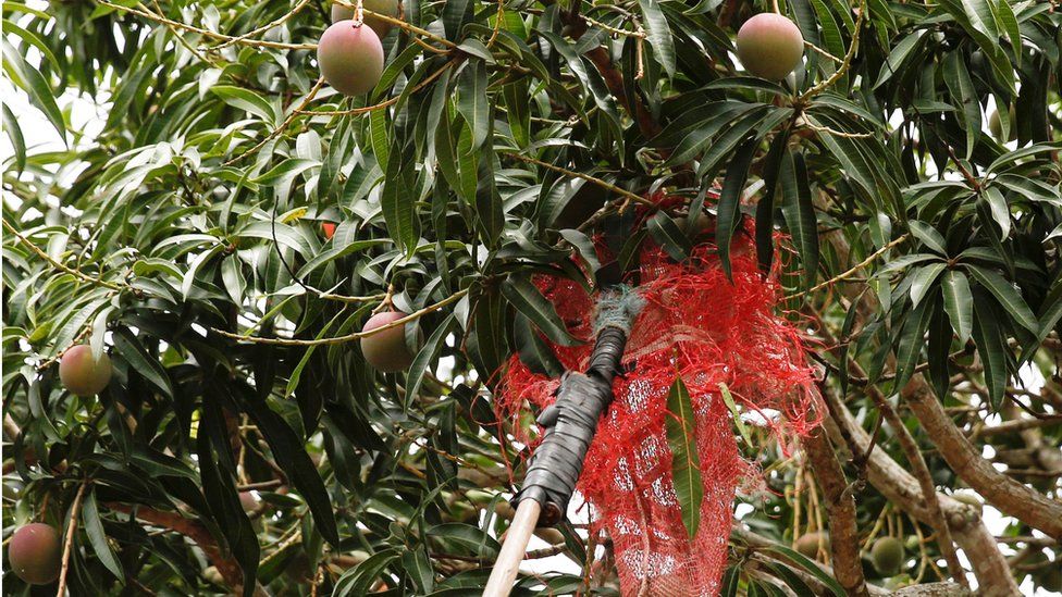 In pictures Venezuela's mango harvest BBC News