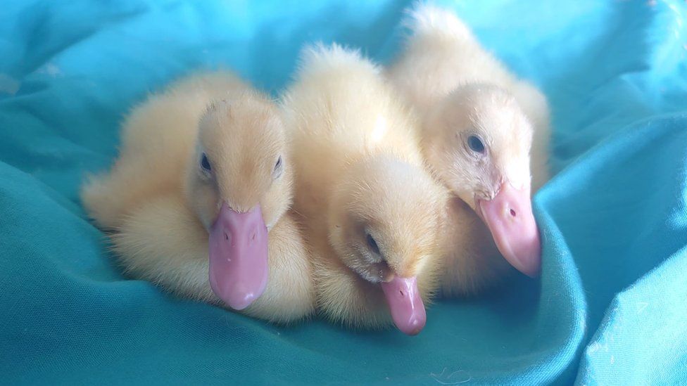 baby ducklings hatching