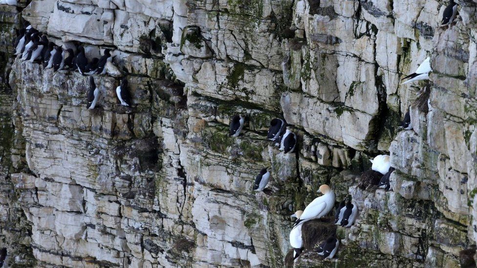 Birds, including Guillemots, perched on a cliff face