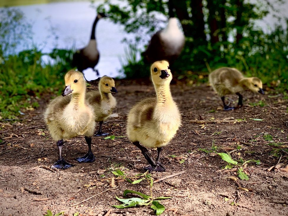 Goslings walk ahead of their mother on a river bank