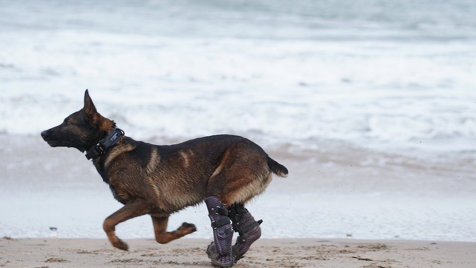 Kuno loopt op het strand