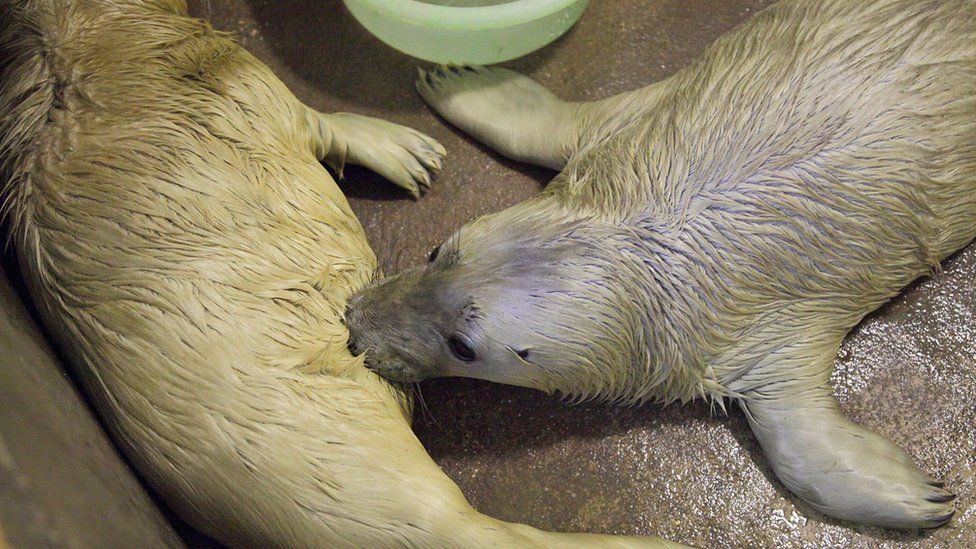 Injured seal pups at East Winch Wildlife Centre