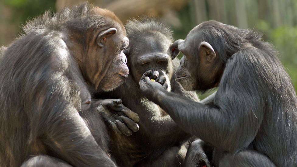 How chimpanzees bond over a movie together - BBC News