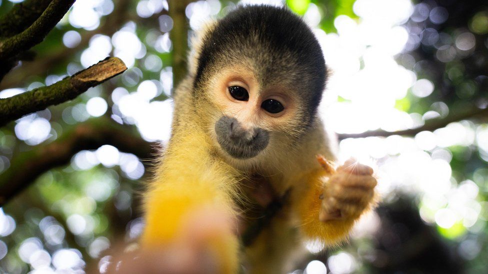 A close up of a yellow monkey.