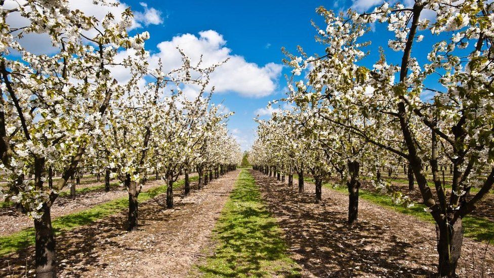 Apple trees