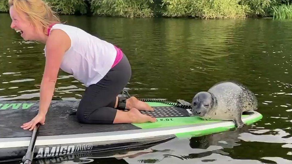 seal on a paddleboard